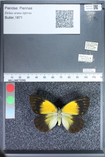 Media type: image;   Entomology 74529
